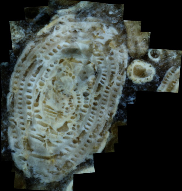 Alveolina in Mixon Limestone of the Western Tethys, UK